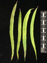 Salix humboltiana. Leaves showing upper surfaces.
 Image: D. Glenny © Landcare Research 2020 CC BY 4.0